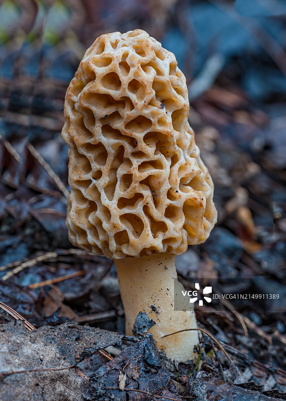 黄色羊肚菌，羊肚菌，大烟山国家公园，田纳西州。真菌，子囊菌科，羊肚菌科。普通羊肚菌、黄羊肚菌、真羊肚菌、蘑菇羊肚菌和海绵羊肚菌多。可食用的蘑菇。图片素材