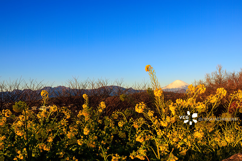新年第一缕曙光下的赤富士与盛开的油菜花田，摄于日本神奈川县中郡二宫町吾妻山公园，2022年1月1日图片素材