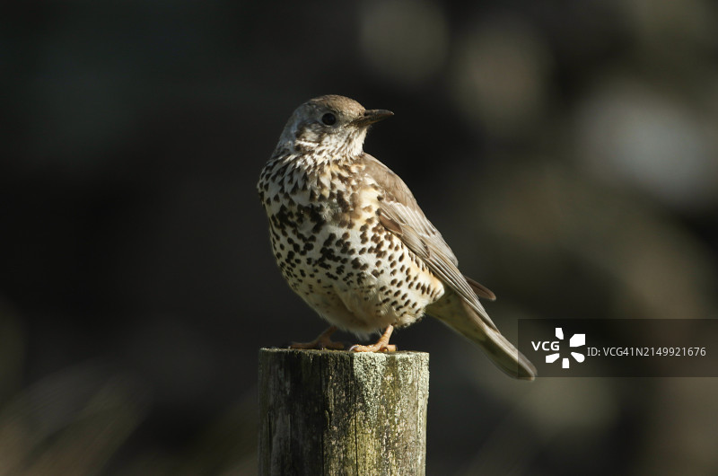 欧鸫在沼泽的篱笆柱上栖息图片素材