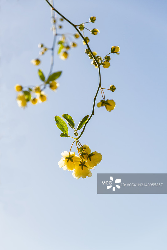 微型攀援玫瑰图片素材