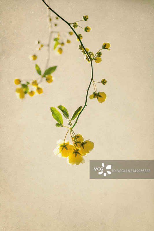 微型攀援玫瑰图片素材