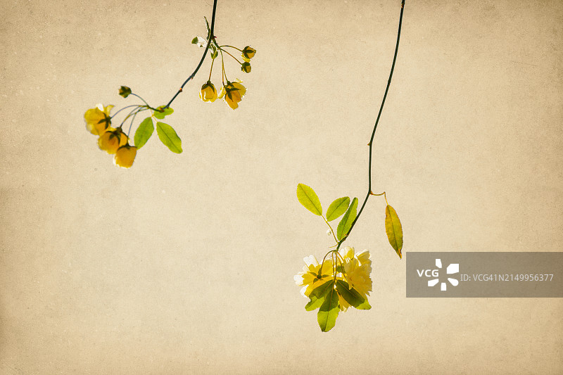 微型攀援玫瑰图片素材