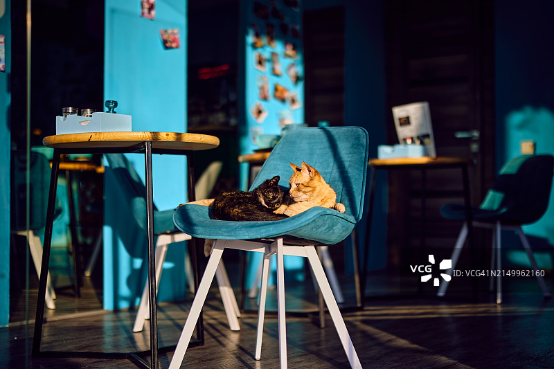 两只猫在咖啡馆的椅子上睡觉图片素材
