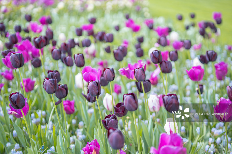 花园里美丽的郁金香花图片素材