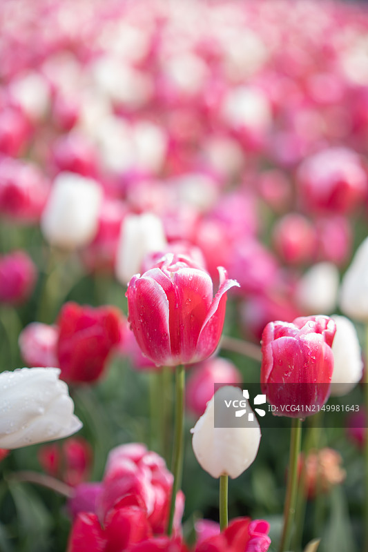 花园里美丽的郁金香花图片素材
