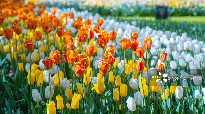花园里美丽的郁金香花图片素材