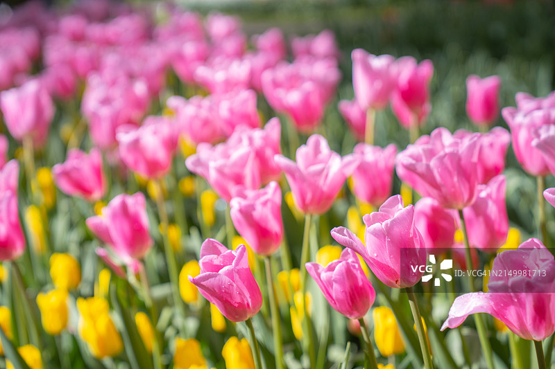 花园里美丽的郁金香花图片素材