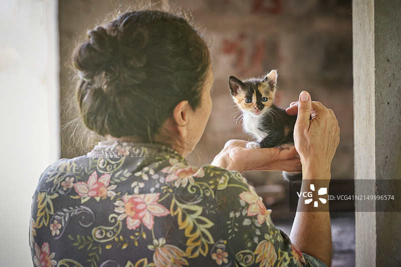 猫科动物的魅力图片素材
