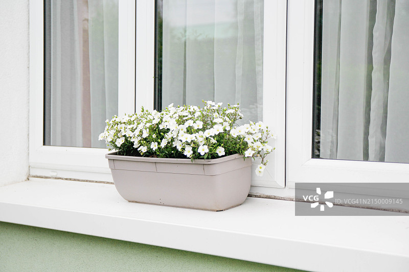 窗户上的花朵图片素材