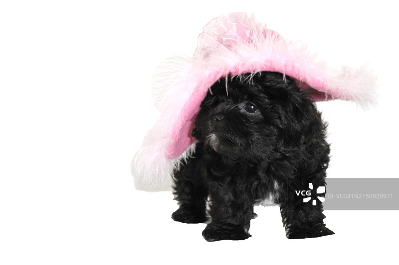 演播室里的一家黑色小狗图片素材