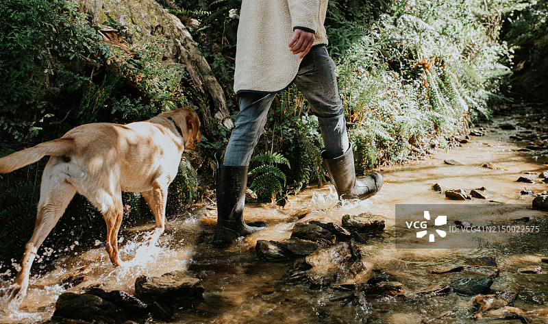 穿着惠灵顿靴子的男人牵着他的狗穿过小溪图片素材
