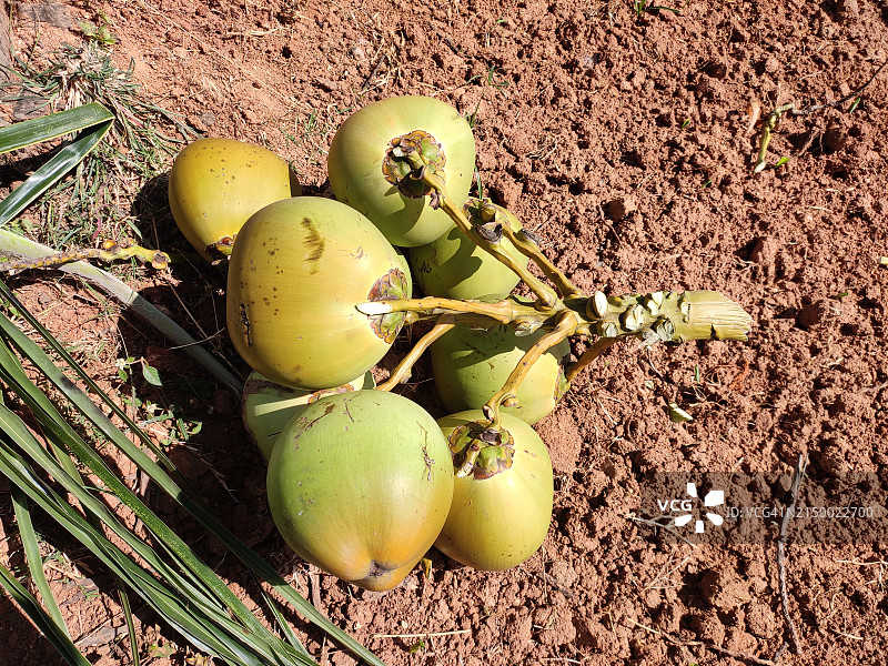 椰子田高角度景观图片素材