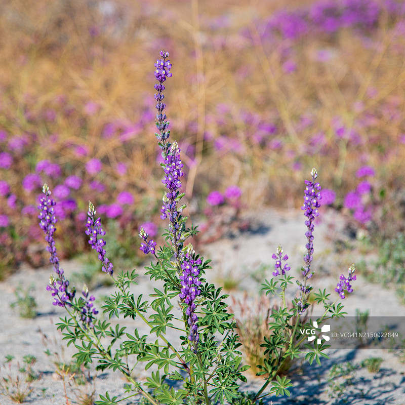 美国加州兰乔米拉奇的紫色植物特写图片素材