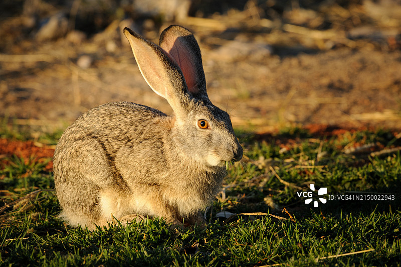 田野上兔子的特写图片素材