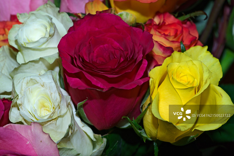 彩色玫瑰特写图片素材