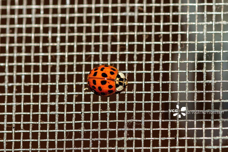 金属上的瓢虫特写图片素材