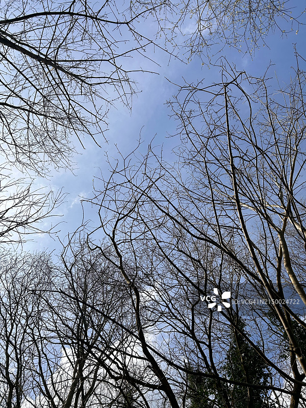仰视视角：英国威根天空下的光秃秃的树图片素材