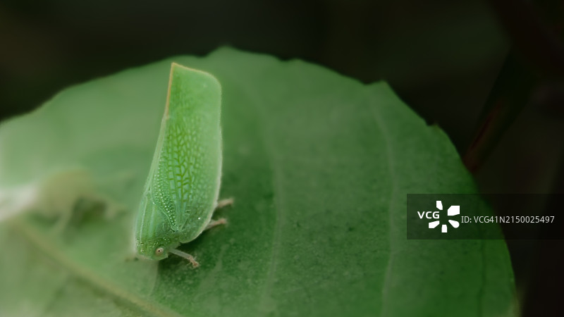 树叶上的昆虫特写图片素材
