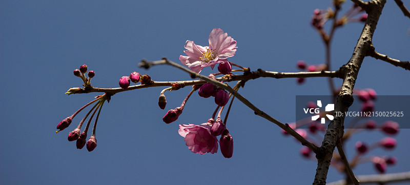 美国俄亥俄州沃辛顿的蓝天下樱花低角度景观图片素材
