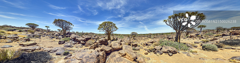风景树木全景图片素材