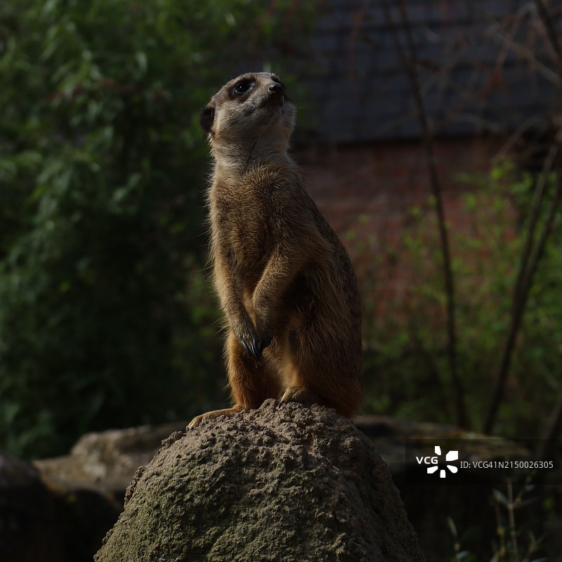 德国克雷费尔德岩石上的猫鼬特写图片素材