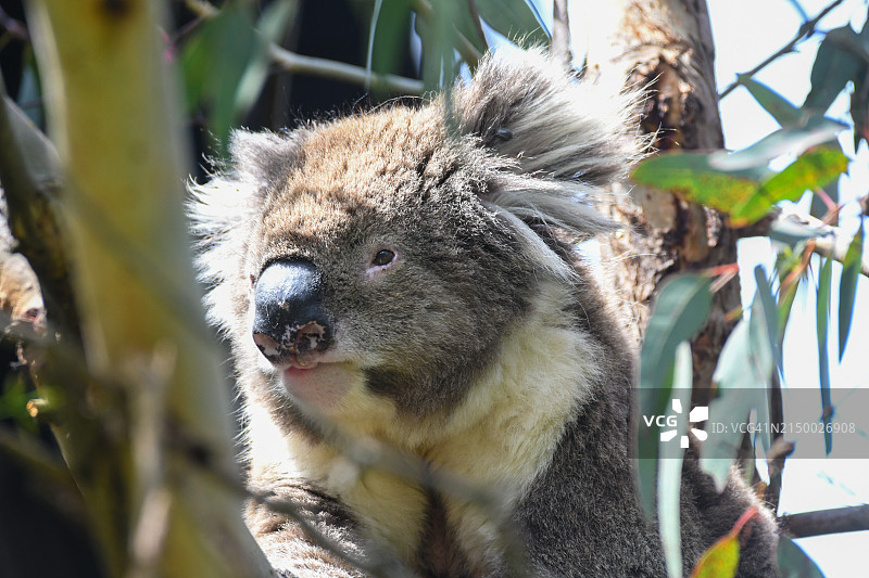 树上的考拉特写图片素材