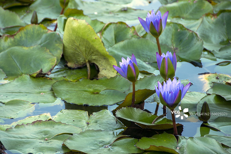 蓝色睡莲图片素材