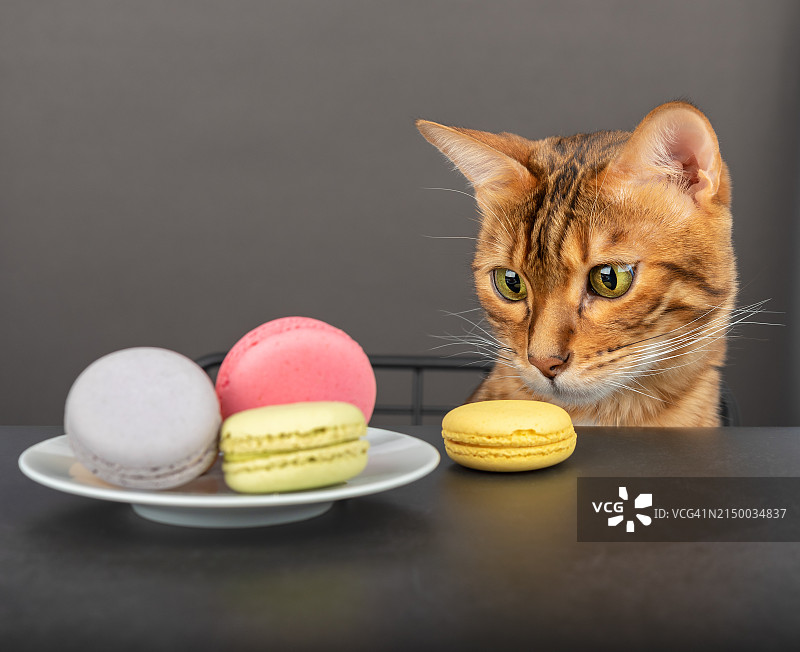 扭头猫特写图片素材