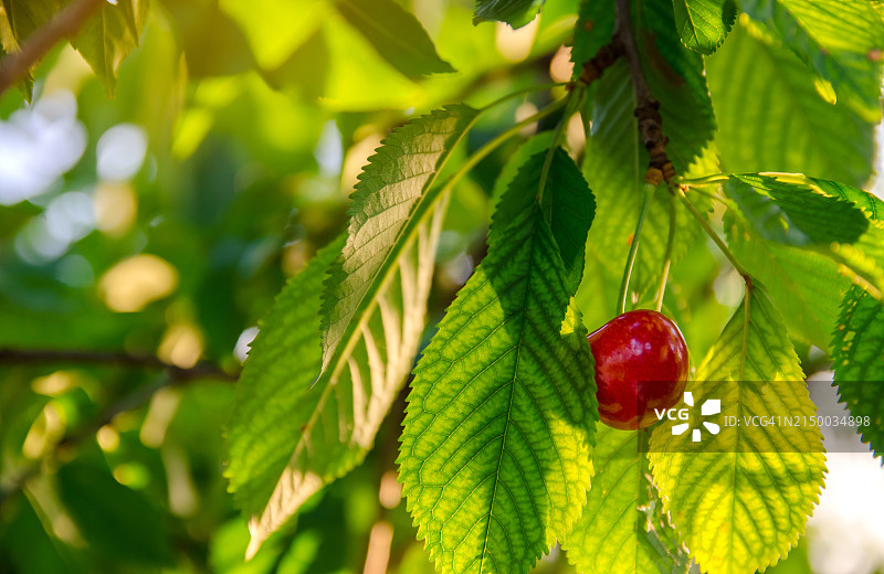 树上生长的樱桃特写图片素材