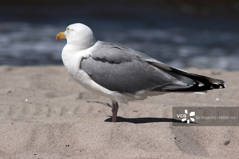 海鸥栖息在沙滩上特写，德国武斯特罗图片素材