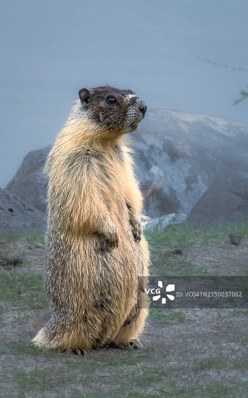 草原土拨鼠在陆地上的特写图片素材