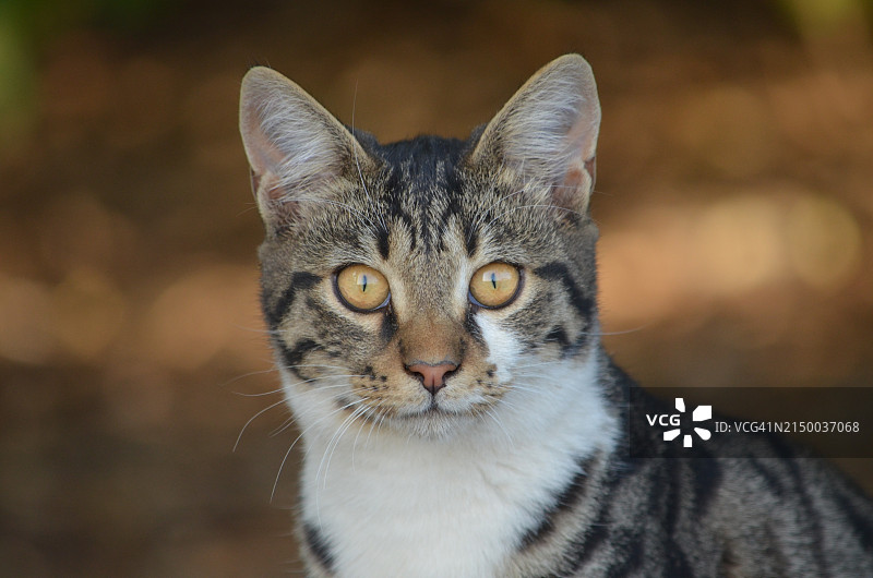 猫的特写肖像图片素材