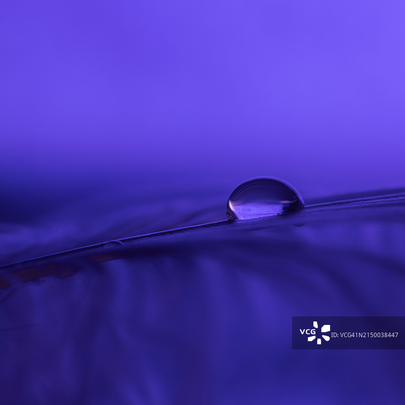 特写：紫色花朵上的水滴图片素材