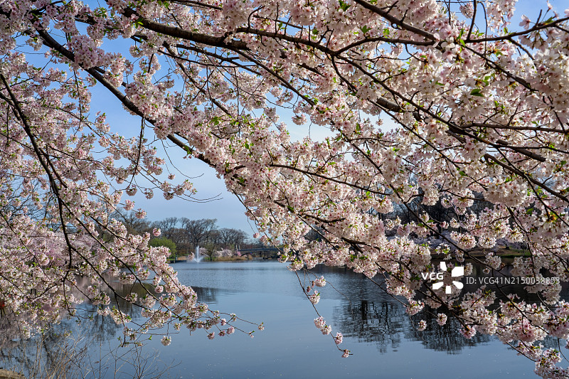 美国新泽西州纽瓦克的樱花树景观图片素材
