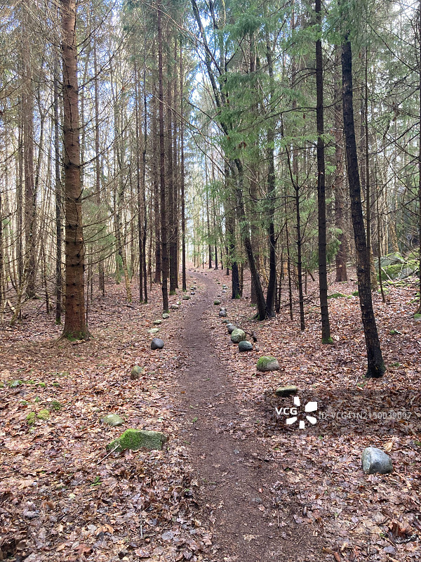 挪威Norge秋季森林中的树木图片素材