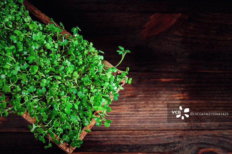 有机芥菜芽丰收图片素材