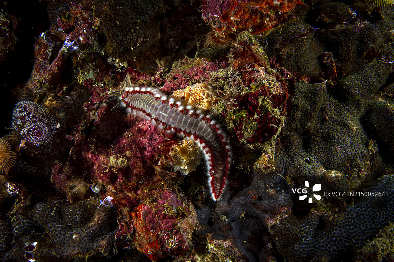 胡须火虫图片素材