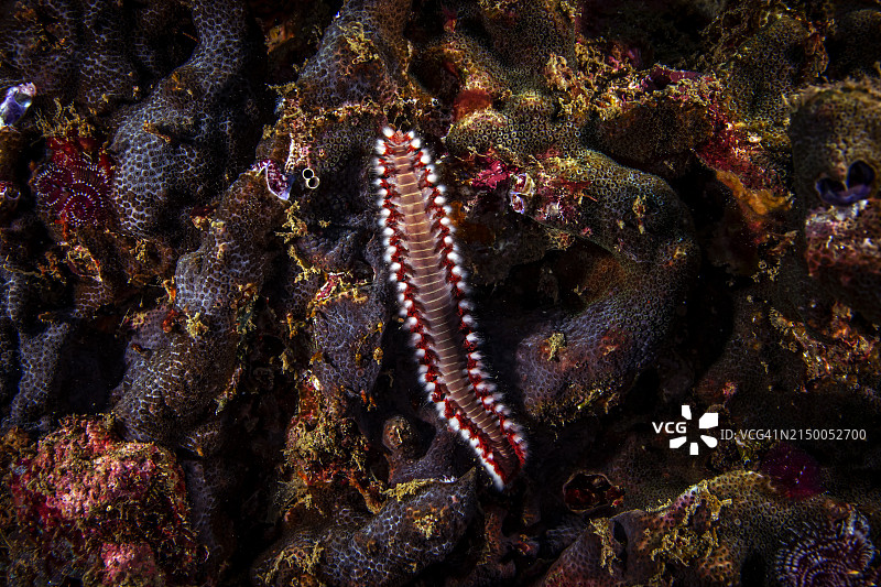 胡须火虫图片素材