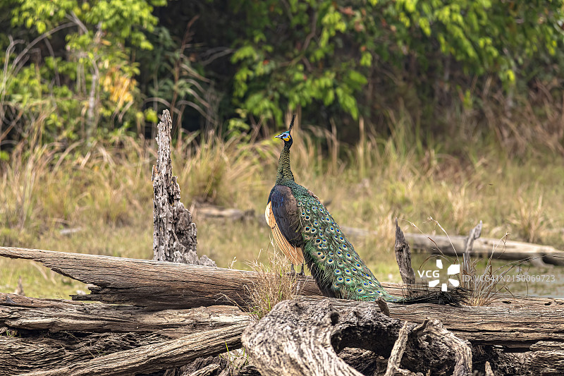 雄性泰国孔雀或绿孔雀（Pavo muticus），优雅而色彩鲜艳图片素材