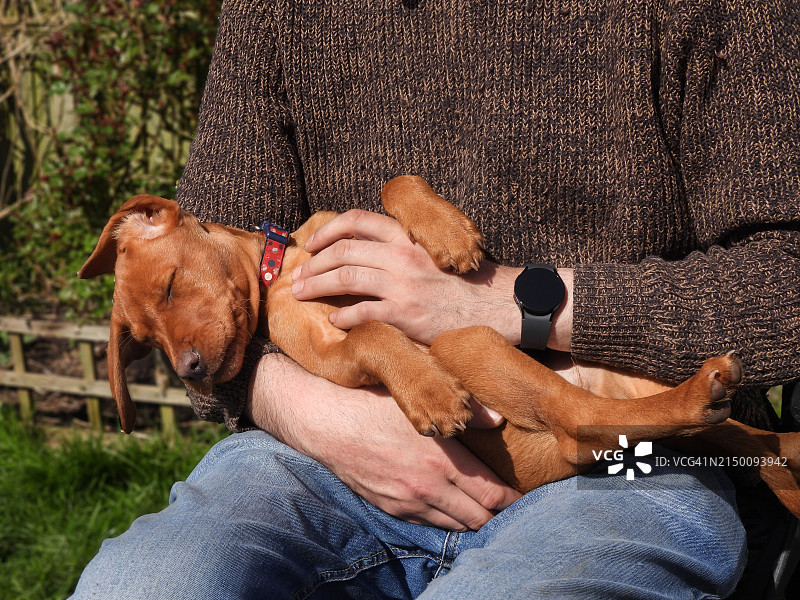 小狗在男人怀里睡觉图片素材