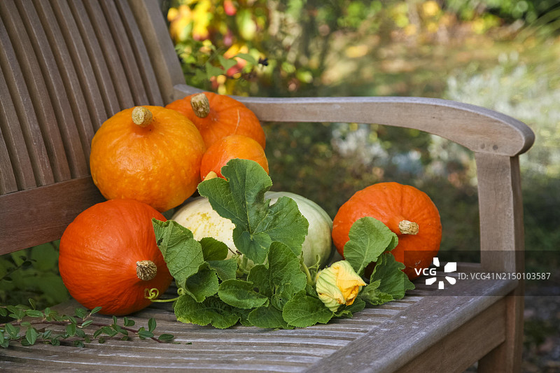 木制长椅上的北海道南瓜，橘红色圆南瓜，南瓜花，树叶，水果蔬菜，健康静物，秋季美食，德国，欧洲图片素材