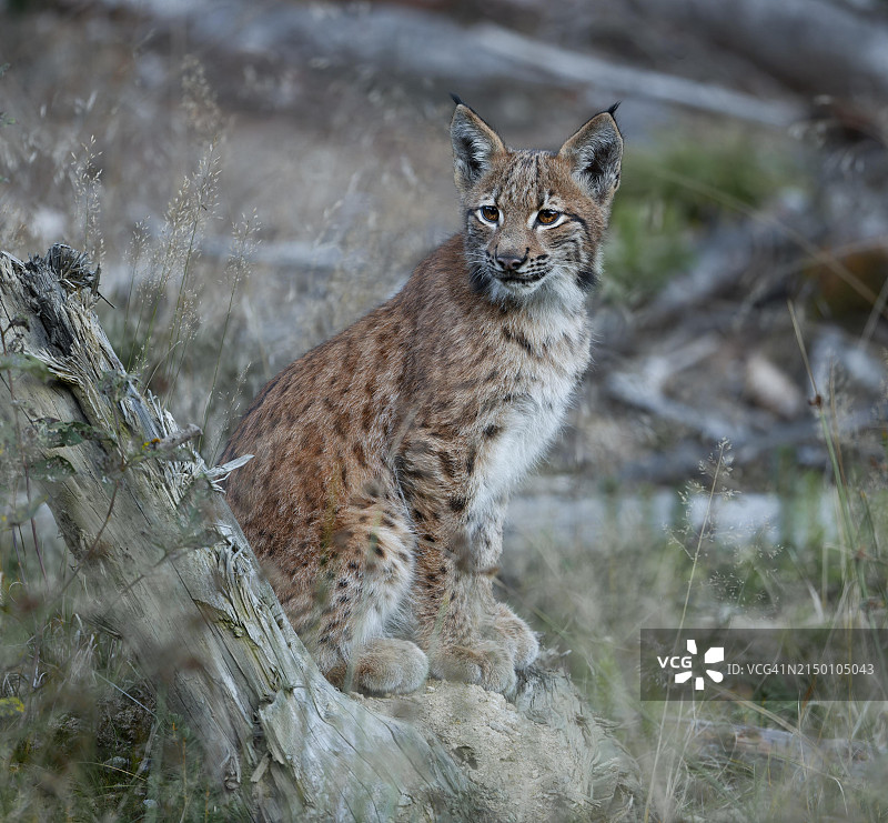 欧亚猞猁幼崽（德国）图片素材