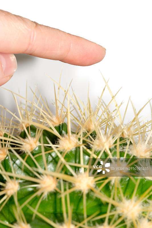 手指接近绿色仙人掌的尖刺，象征危险图片素材