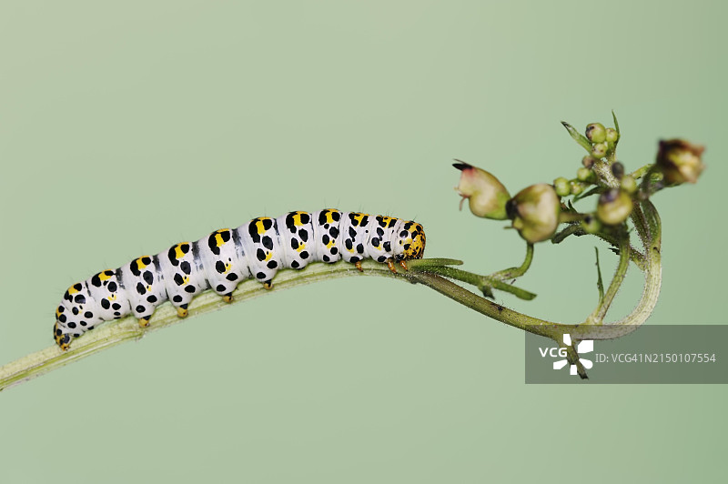 玄参褐根夜蛾毛虫图片素材