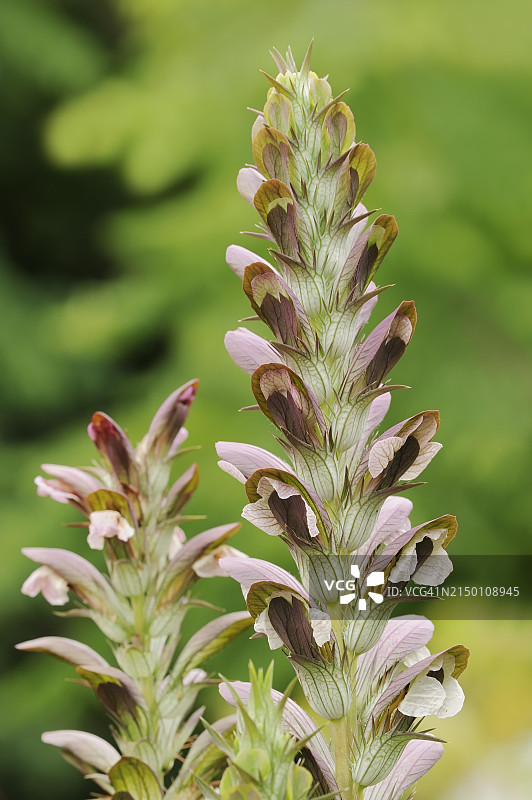 德国北莱茵-威斯特法伦州观赏植物匈牙利老鼠簕图片素材