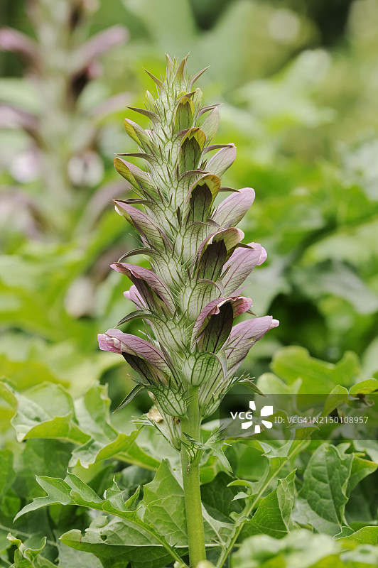 德国北莱茵-威斯特法伦州观赏植物匈牙利老鼠簕图片素材