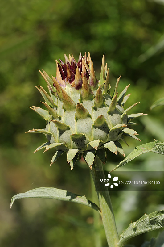 药用植物朝鲜蓟图片素材