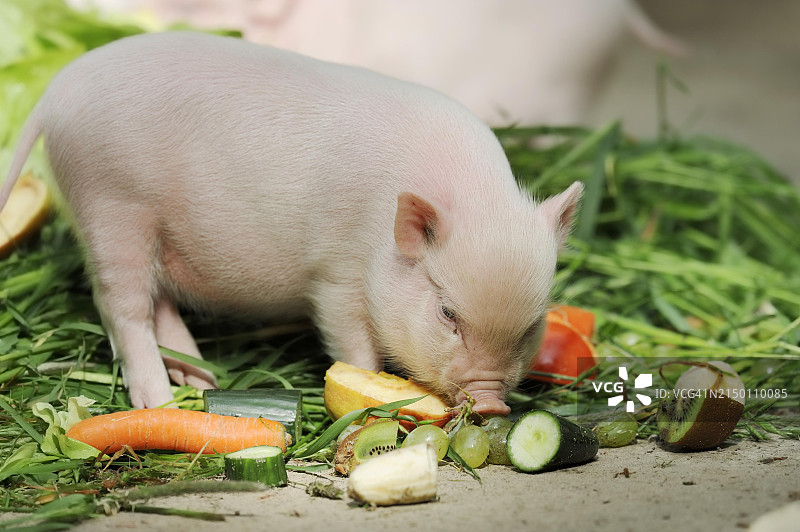 德国北莱茵-威斯特法伦州的哥廷根小猪（家猪）图片素材