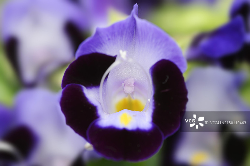 紫芳草，原产于越南的观赏植物，德国北莱茵-威斯特法伦州，欧洲图片素材