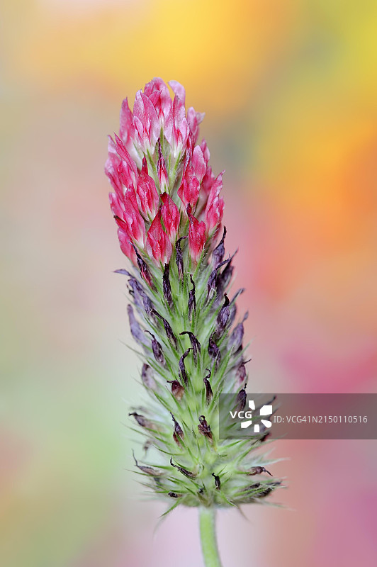 紫色三叶草图片素材